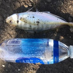 ジグサビキで五目釣り